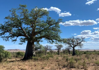 Fototapeta premium The tall, slender baobab trees trunks and large leaves make them stand out against the blue sky. A few smaller trees stand nearby. In the background is a desert with some green plants