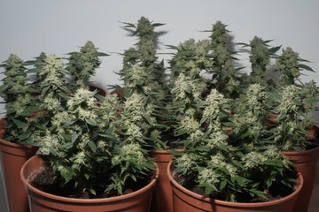 Mature cannabis clones grow in pots. Cultivation method SOG (Sea of green)