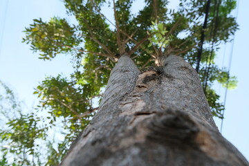 Upward View of a Tall Tree with Green Foliage Against a Clear Sky