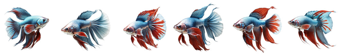 Fototapeta premium A vibrant array of betta fish showcasing their striking colors and graceful movement