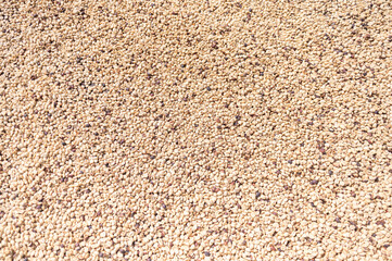 Close-up of coffee drying in the sun on a farm