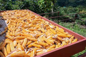 Corn drying on the farm in sunlight