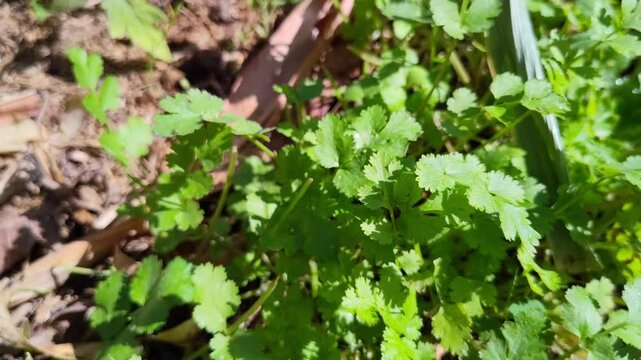 Close up of coriander leaf plant  in the garden 4k footage vegetable food
