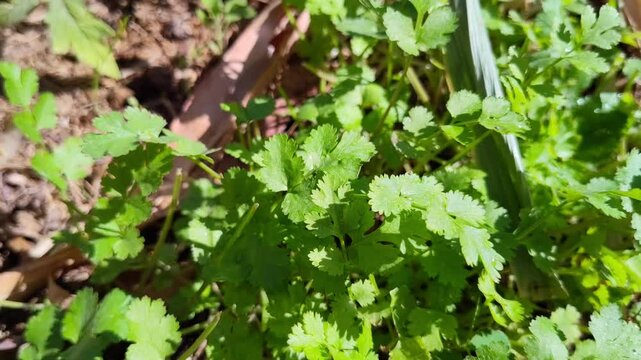 close up of green leaves in the garden, coriander leaf plant 4k