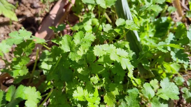 green leaves in the garden, coriander leaf plant 4k