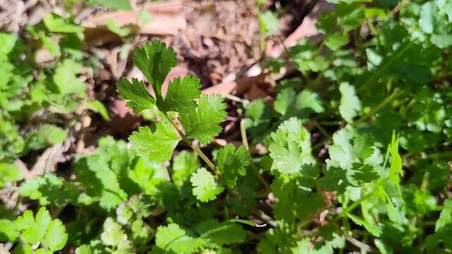 close up of green coriander leaves  in home gardening