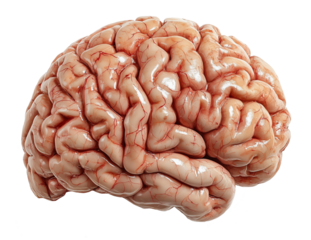 Realistic human brain, side view. Isolated on white and transparent background