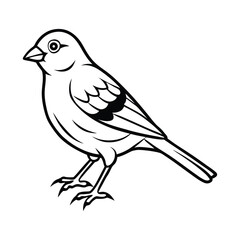 Artistic Canaries Bird Sketch Vector Illustration