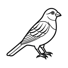 Vector Illustration of Canaries Bird Sketch