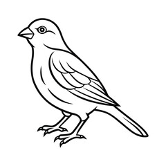 Canaries Bird Sketch Vector Illustration