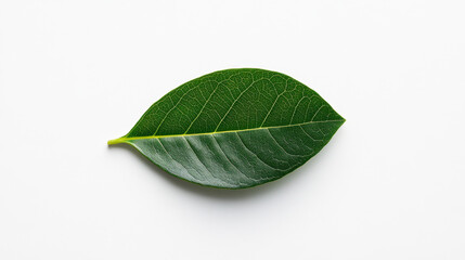 Fresh green leaf with detailed texture on white background, symbolizing nature and eco friendliness. Perfect for environmental themes and botanical designs