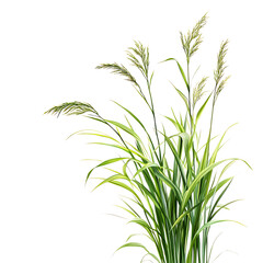 Obraz premium lemon grass Advertisement isolated on white background full depth of field 