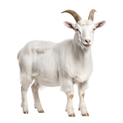 Fototapeta premium Proud Goat with Horns Standing, cut out