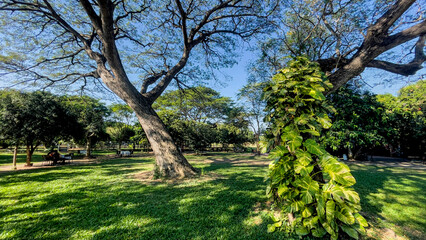 Lush garden, nature photography, outdoor environment, quiet viewpoint