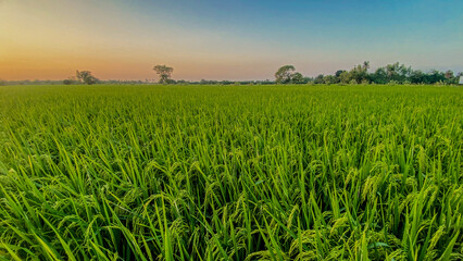 Rice agriculture fields at sunrise rural landscape vibrant green agricultural environment aerial view nature's bounty