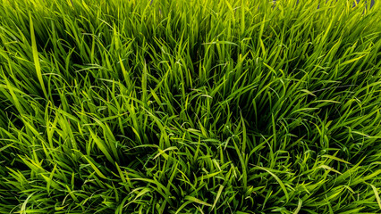 Sustainable agriculture practices farmland nature photography vibrant green environment aerial view growth and cultivation concepts