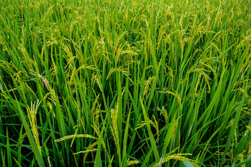 Rice field harvesting techniques, agriculture, nature photography, rich environment, aerial view