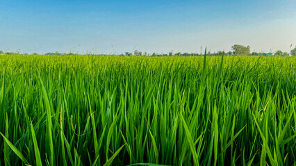 Fototapeta premium Rural landscape photography of bright rice fields, green environment, aerial view, sustainable agriculture.