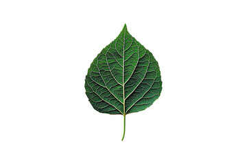 Obraz premium Close-up of a green leaf showing detailed texture and veins isolated on white or transparent, PNG