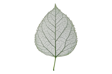 Close-up of a green leaf showing detailed texture and veins isolated on white or transparent, PNG