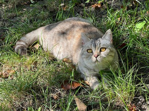 Pretty cat felne lying in grass 
