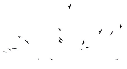 A flock of birds in flight isolated on a white background