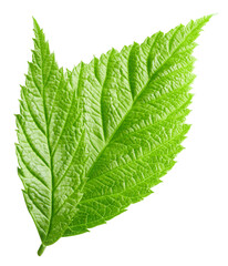 Raspberries leaves isolated on a white background. Raspberry leaves Clipping Path