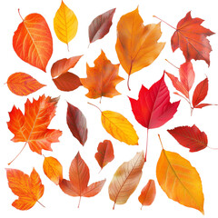 Assorted Colorful Autumn Leaves, Scattered Against a White Background, Displaying Vibrant Fall Hues and Natural Textures, Evoking Seasonal Change Transparent Background