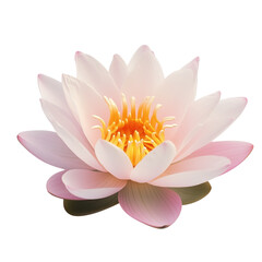 Blooming Water Lily, Displaying Delicate Pink-Tipped Petals and Bright Yellow Stamen, Radiating Serenity and Natural Elegance, Isolated on White Background Transparent Background