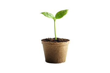 Growing plant in eco-friendly biodegradable pot isolated on white or transparent, PNG