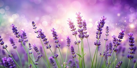 Naklejka premium Softly glowing lavender blooms amidst swirling purple and pink hues, set against a serene white background, with delicate green stems and subtle texture , nature, organic