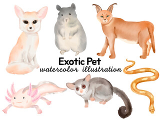 Watercolor Exotic Pet Illustration: Featuring Fennec Fox, Chinchilla, Caracal, Axolotl, Sugar Glider, and Snake for Pet-Themed Designs, Wildlife Art, and Creative Fantasy Projects
