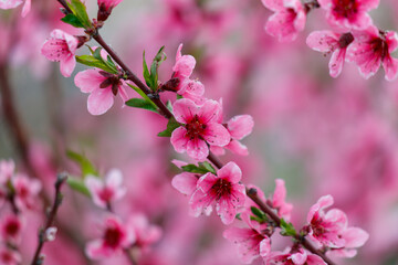 Pink flowers with green leaves on a branch