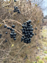 A cluster of black berries on a branch