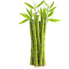 Obraz premium Lush Green Bamboo Stalks with Vibrant Leaves
