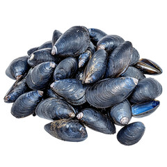 Fresh Blue Mussels Piled High
