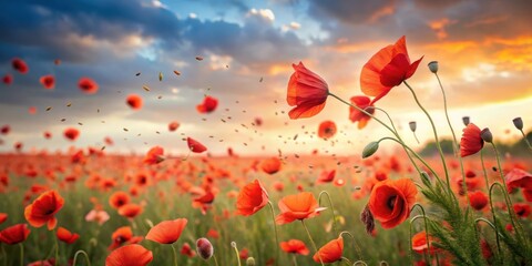 Obraz premium Poppy field with fallen flowers in the wind, symbolizing Remembrance Day, nature landscape