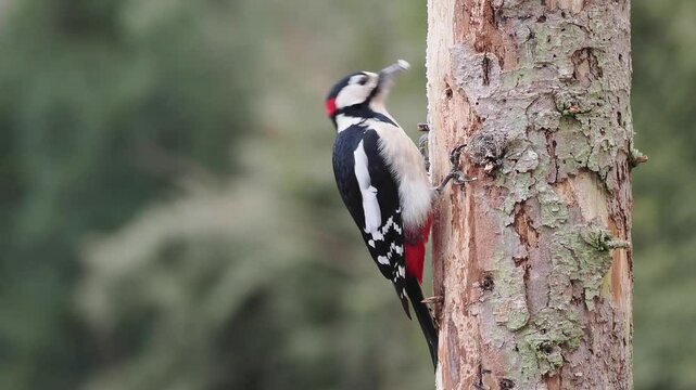 Buntspecht&nbsp;(Dendrocopos major)  