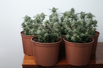 Pots with marijuana bushes 