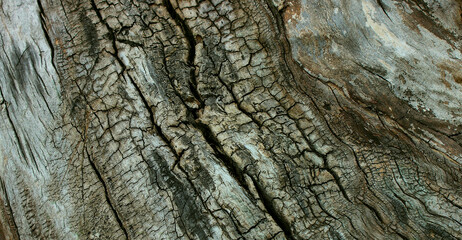 A pattern of damaged by fire segments on the trunk of a still living tree 