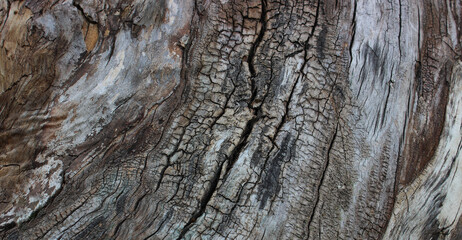 The trunk of an old dry tree with a burnt part stock photo for wood backgrounds 
