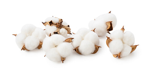 Cotton Flower on a White Background