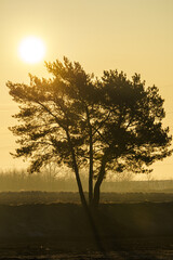 Wschód słońca za samotnym drzewem  © Sylwester Popenda