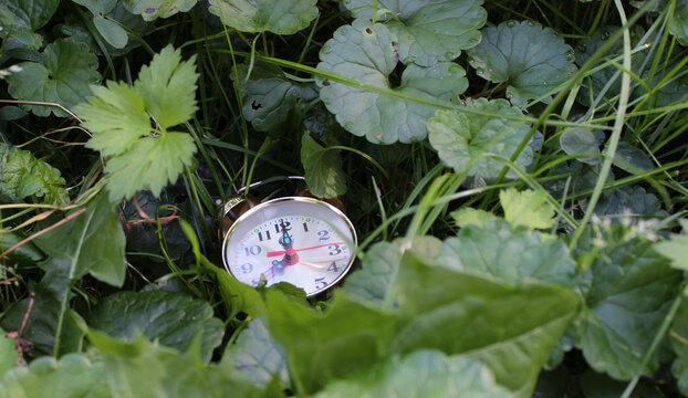 Vintage Alarm Clock Showing 8AM Is Carelessly Thrown Into The Lush Grass
