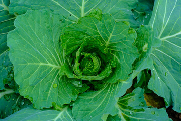 Orgarnic cabbage head with green leaf raw food ingridient