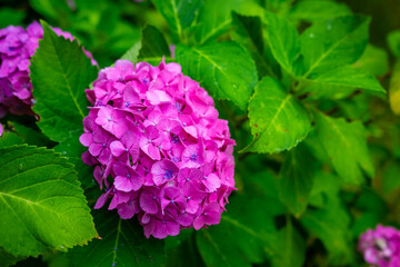 京都市の智積院で見た、ピンク色の紫陽花のアップ