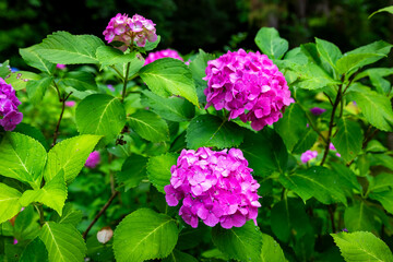 京都市の智積院で見た、ピンク色の紫陽花のアップ