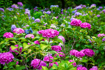 京都市の智積院で見た、カラフルなピンク色の紫陽花