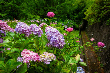 京都市の智積院で見た、ピンクや紫色などのカラフルな紫陽花が広がる庭園
