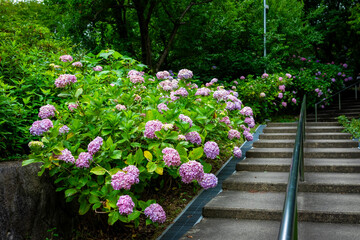京都市の智積院で見た、階段の脇に咲くピンク色の紫陽花
